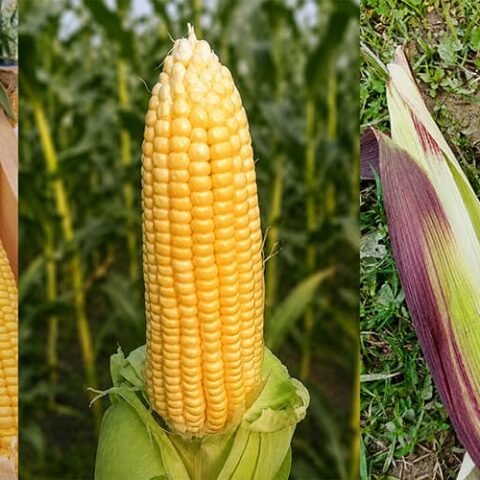 Fresh sweet corn cobs showing different varieties grown in Bangladesh using proper sweet corn farming method for higher yield and better profit