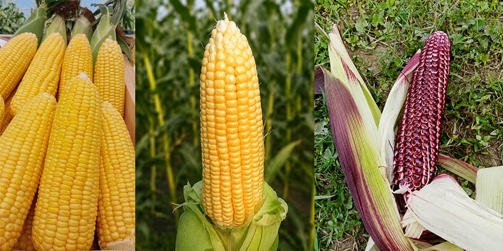 Fresh sweet corn cobs showing different varieties grown in Bangladesh using proper sweet corn farming method for higher yield and better profit