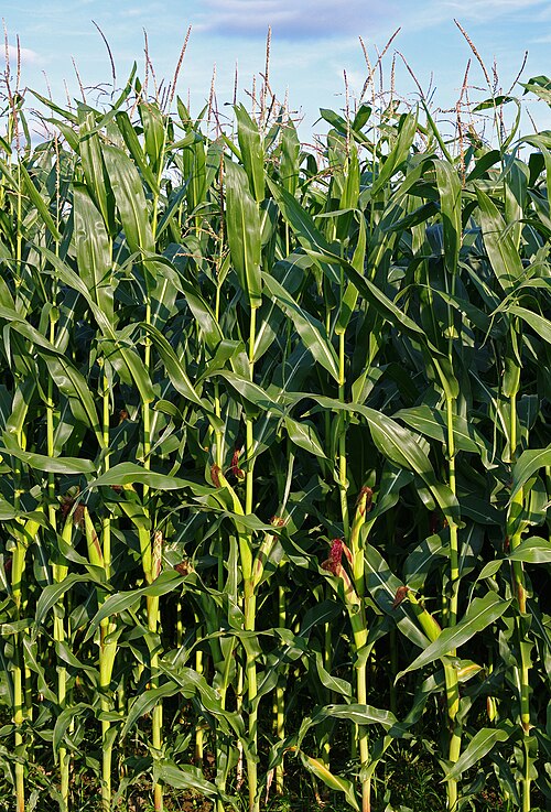 (d) Full-grown plants