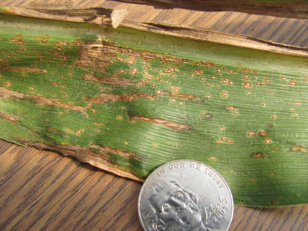 common-rust-of-sweet-corn1-original