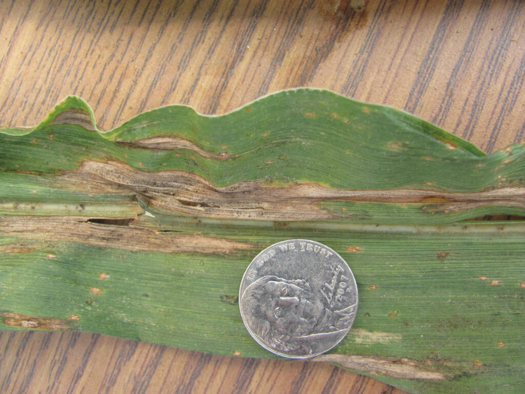 (a) Northern corn leaf blight