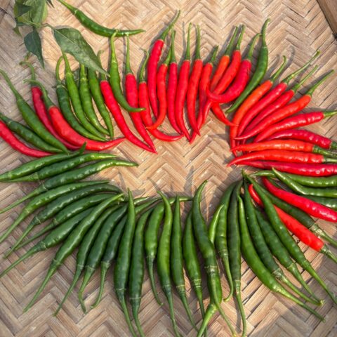 Fresh red and green Hot King hybrid chili peppers arranged in circular patterns on a traditional bamboo tray, showcasing uniform size and color for winter-tolerant chili cultivation.