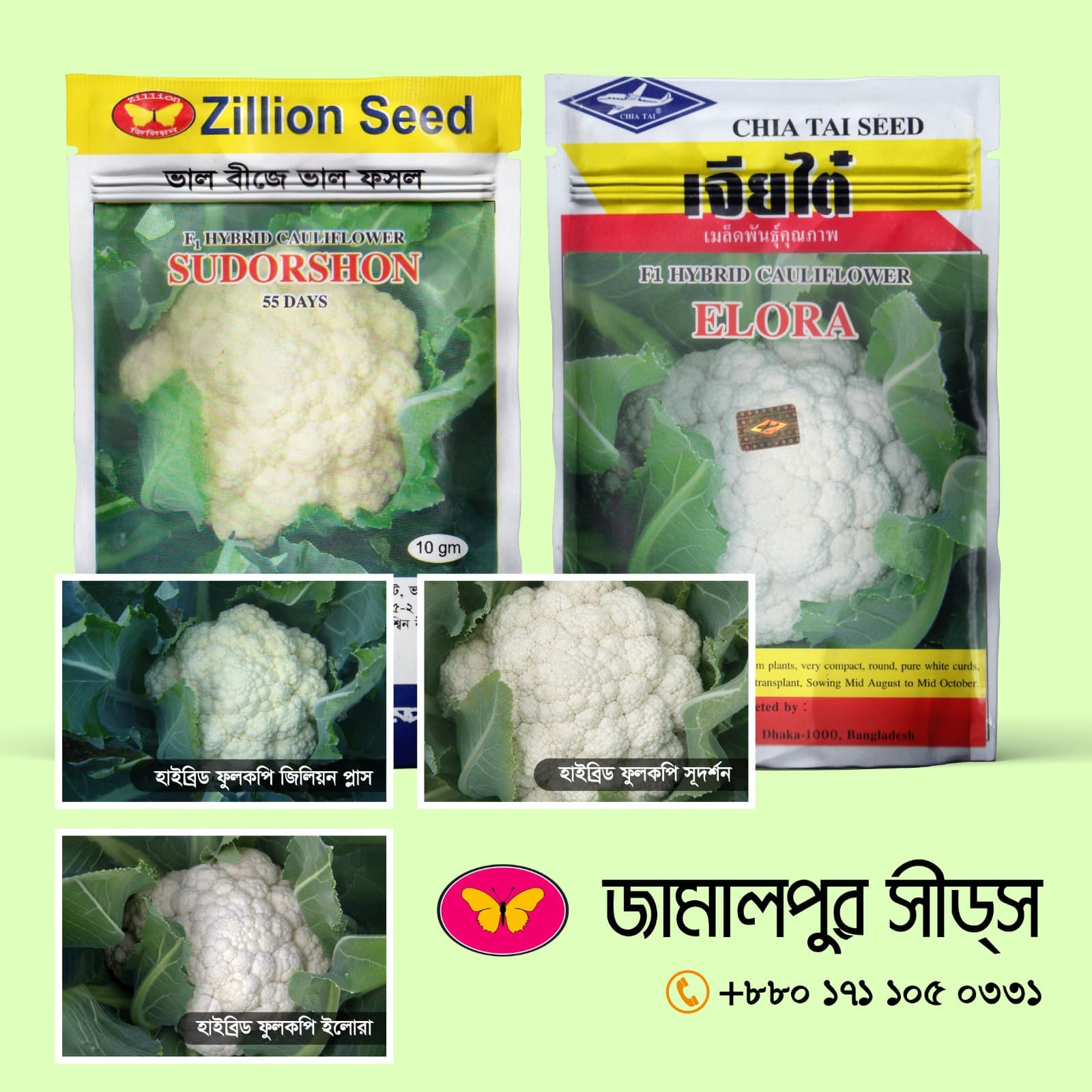 Hybrid Cauliflower Zillion Plus, Elora & Sudorshon