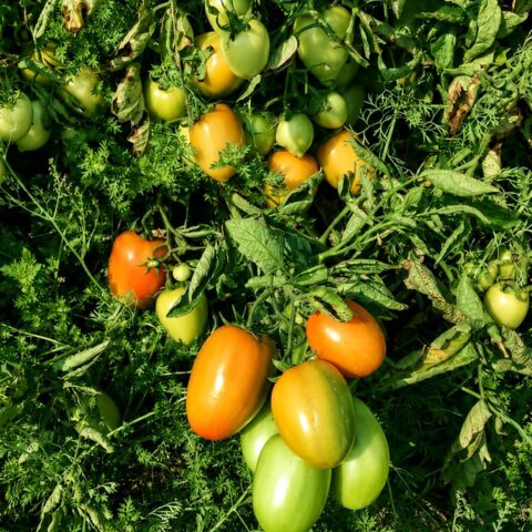 Clusters of green, yellow, orange and red elongated King Plus hybrid tomatoes ripening on the vine in a sunny field, showing healthy winter-tolerant tomato cultivation.