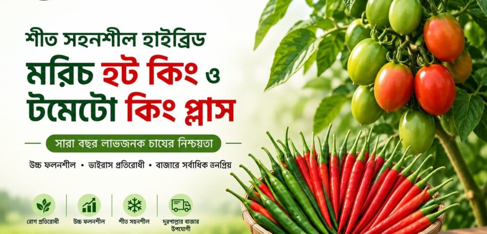Winter-Tolerant Hybrid Chili and Tomato Cultivation: Year-Round Profits with Jamalpur Seeds’ Hot King & King Plus
