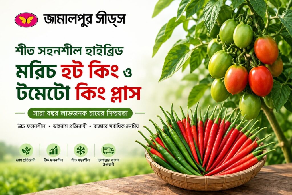 Basket of red and green hybrid Hot King chili peppers next to a vine of green and red King Plus tomatoes, promoting winter-tolerant hybrid hot pepper and tomato cultivation by Jamalpur Seeds with high yield and virus resistance benefits.