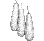 Bottle Gourd