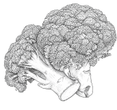 Broccoli