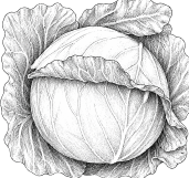 Cabbage