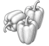 Capsicum