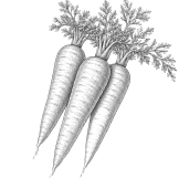 Carrot