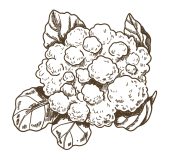 Cauliflower-01