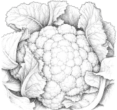 Cauliflower