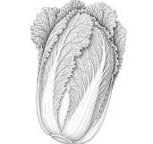 Chinese Cabbage