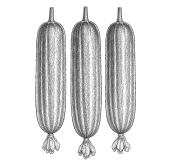 Cucumber