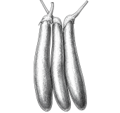 Eggplant