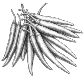 Hot Pepper