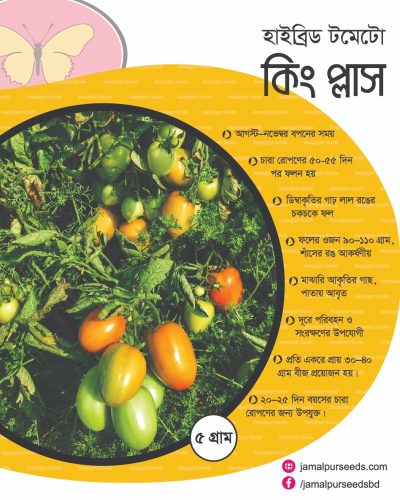 Jamalpur Seeds Hybrid Tomato King Plus pack showing clusters of green to red oval tomatoes with key features: August–November sowing, 50–55 days fruiting, 90–110g firm fruits ideal for long-distance transport.