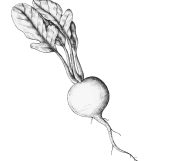 Kohlrabi