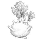 Kohlrabi