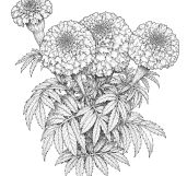 Marigold