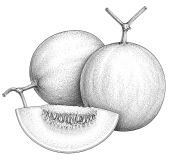Melon