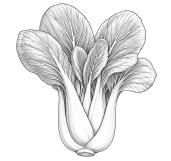 Pakchoi