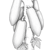 Papaya