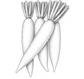 Radish