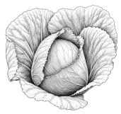 Red Cabbage