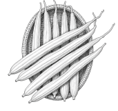 Ridge Gourd