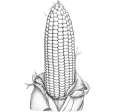 Sweet Corn