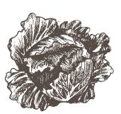 cabage-01