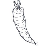 carrot-01