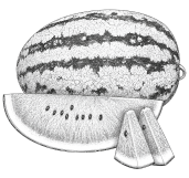 watermelon