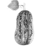 wax gourd-02
